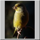 Carduelis chloris - Gruenfink m12.jpg